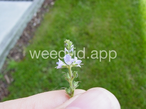 speedwell, common